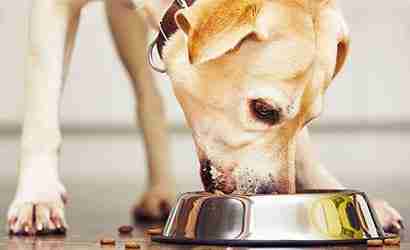Almo Natures Ernährungsempfehlung für Hunde