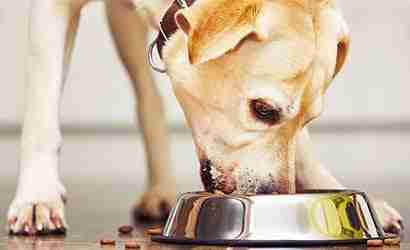 Il consiglio nutrizionale di Almo Nature per i cani