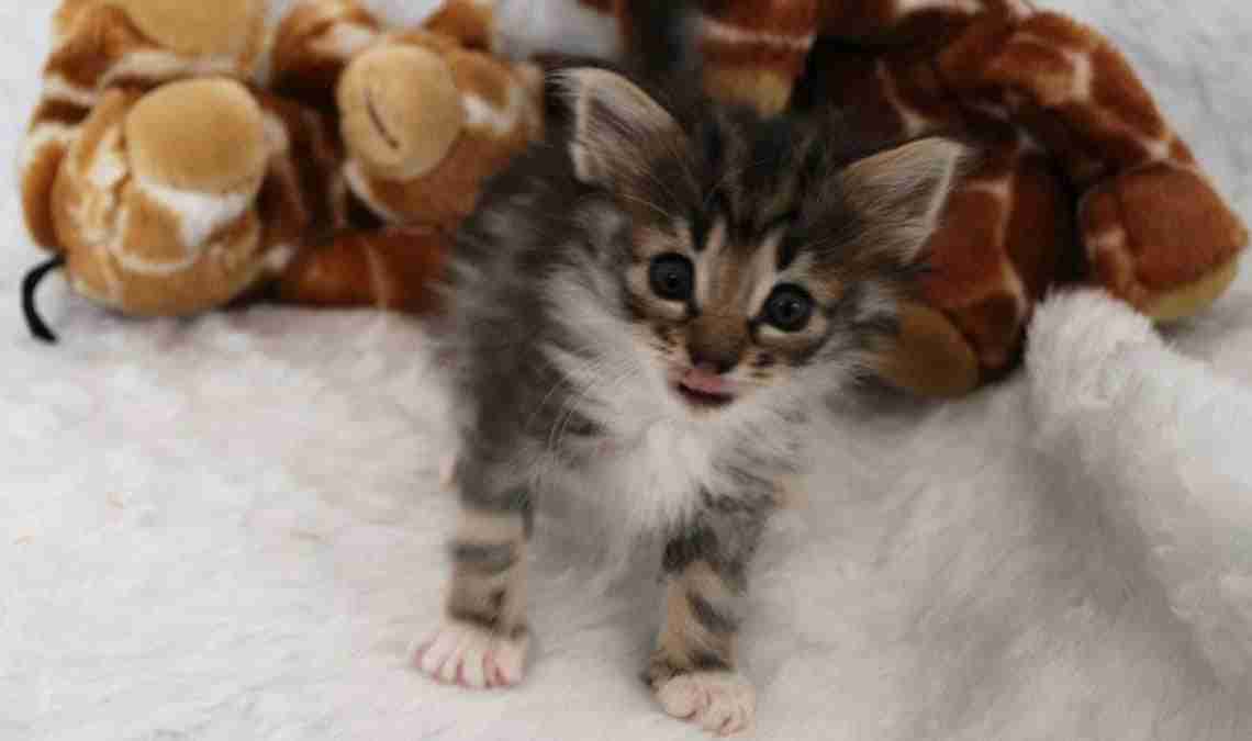 Hoe wordt jouw kitten zindelijk op een kattenbak?