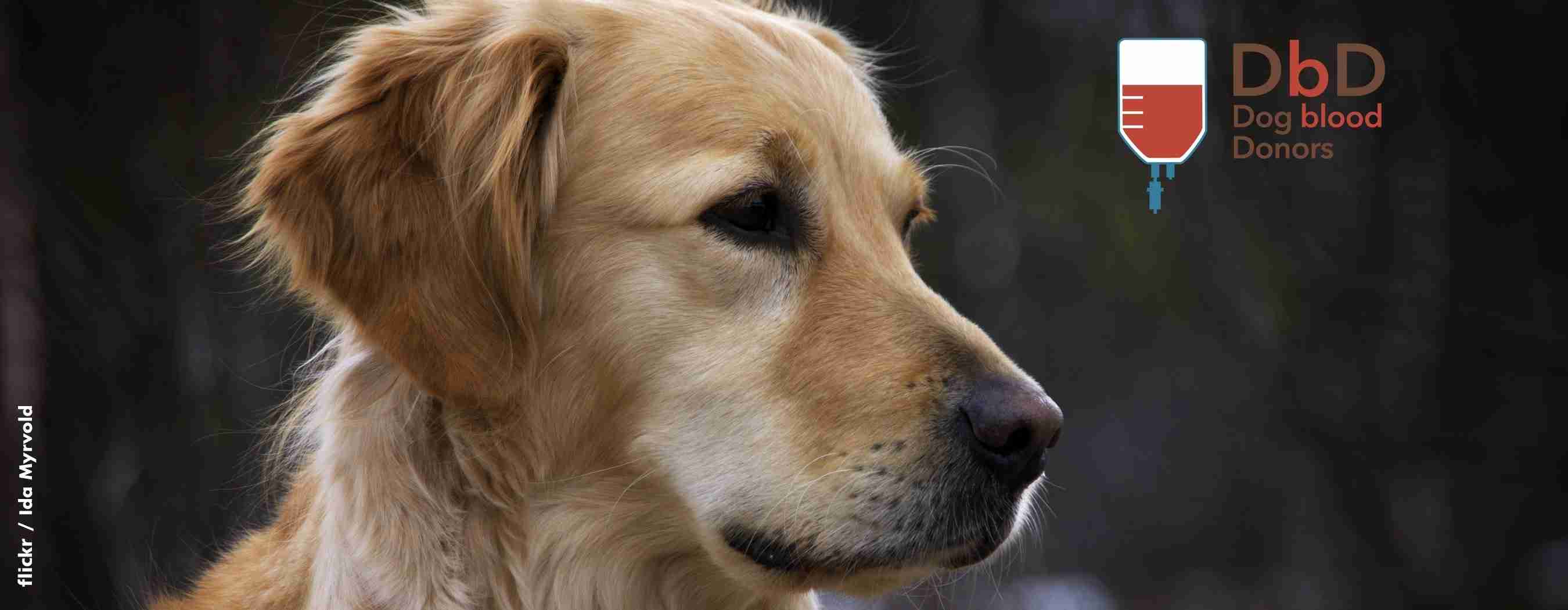 Kira, la golden salva grazie a DbD – Dog Blood Donors