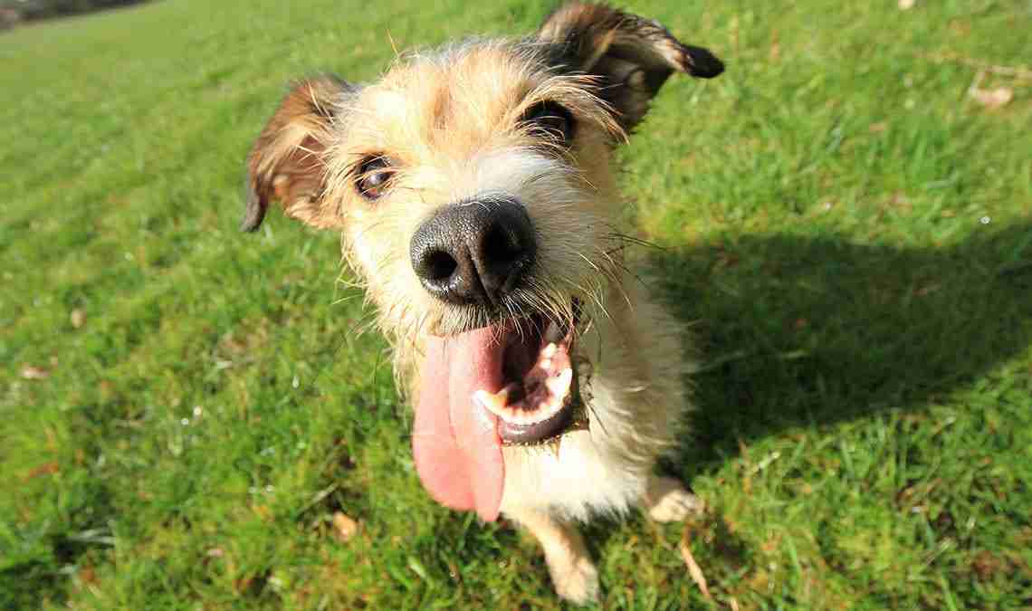 dog will eat wet food but not dry