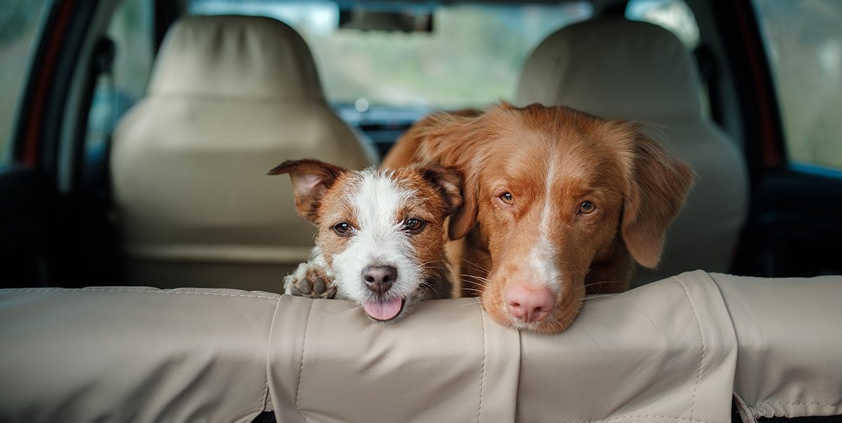 3 cose fondamentali per portare il tuo cane in macchina