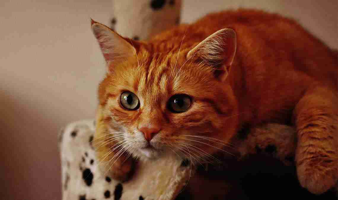 Die Evolutionsgeschichte der Katze: Wie sie domestiziert wurde