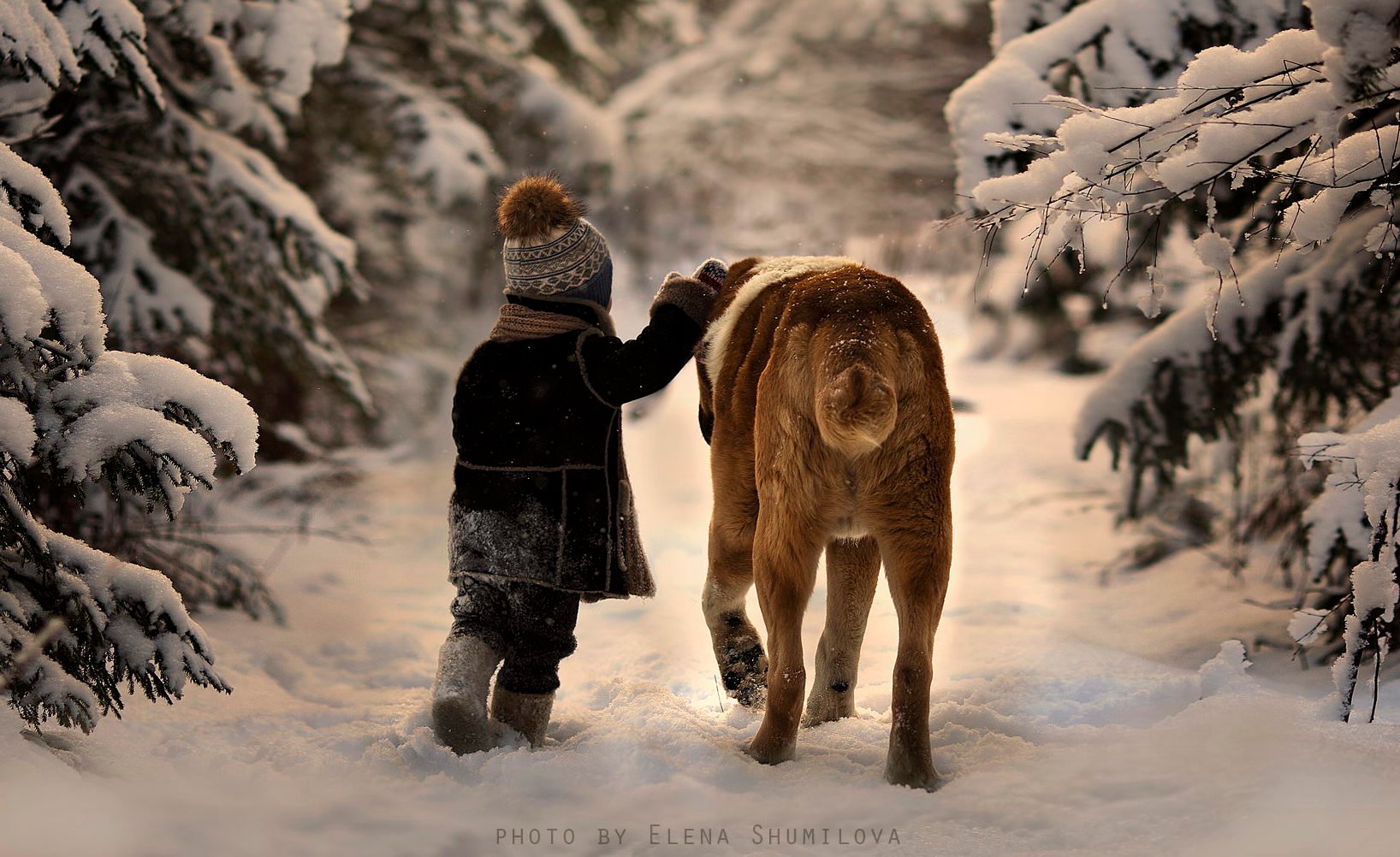 Hundar på vintern: hur tar du hand om dem