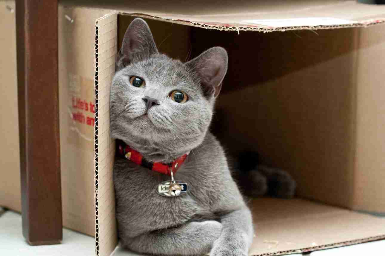 Pourquoi les chats aiment-ils les boîtes ?