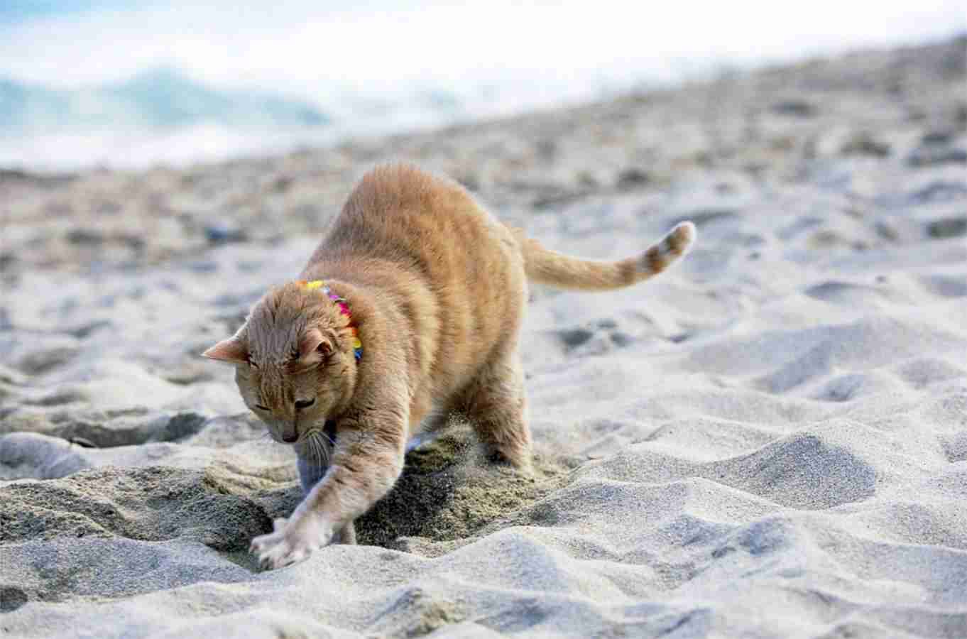 Portare il gatto in vacanza: cosa fare?