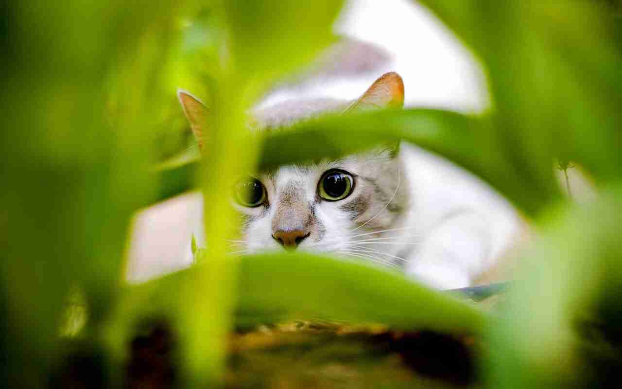 The wild nature of cats: the truth is in their DNA