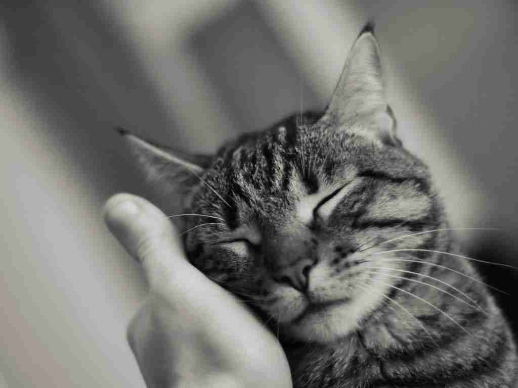 Kiintyykö kissa omistajaansa? 6 rakkauden merkkiä