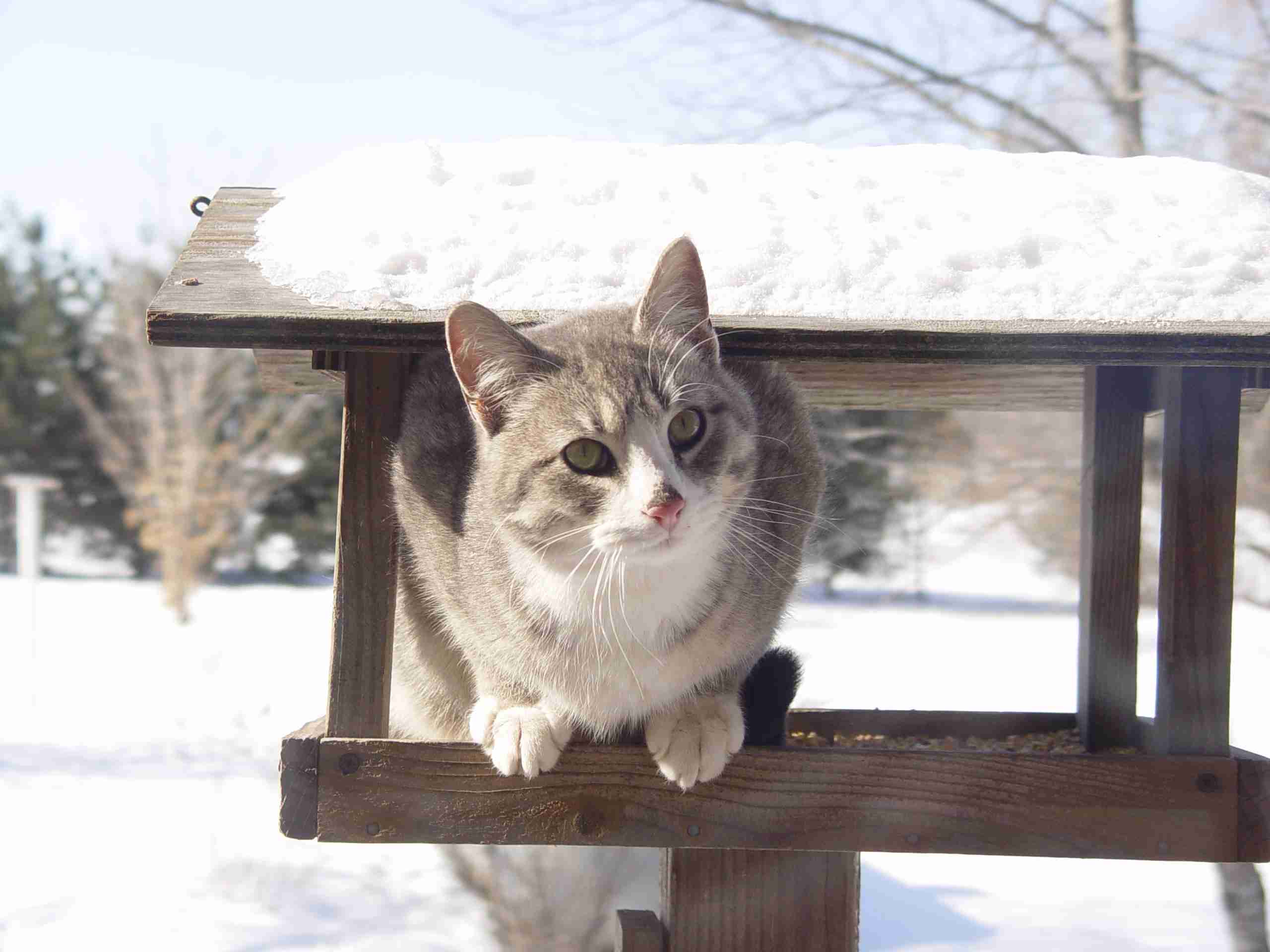 Kissa talvella: kuinka huolehtia siitä?