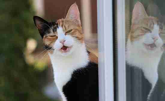 Warum Katzen schnurren oder miauen? Die Bedeutung der Lautsprache