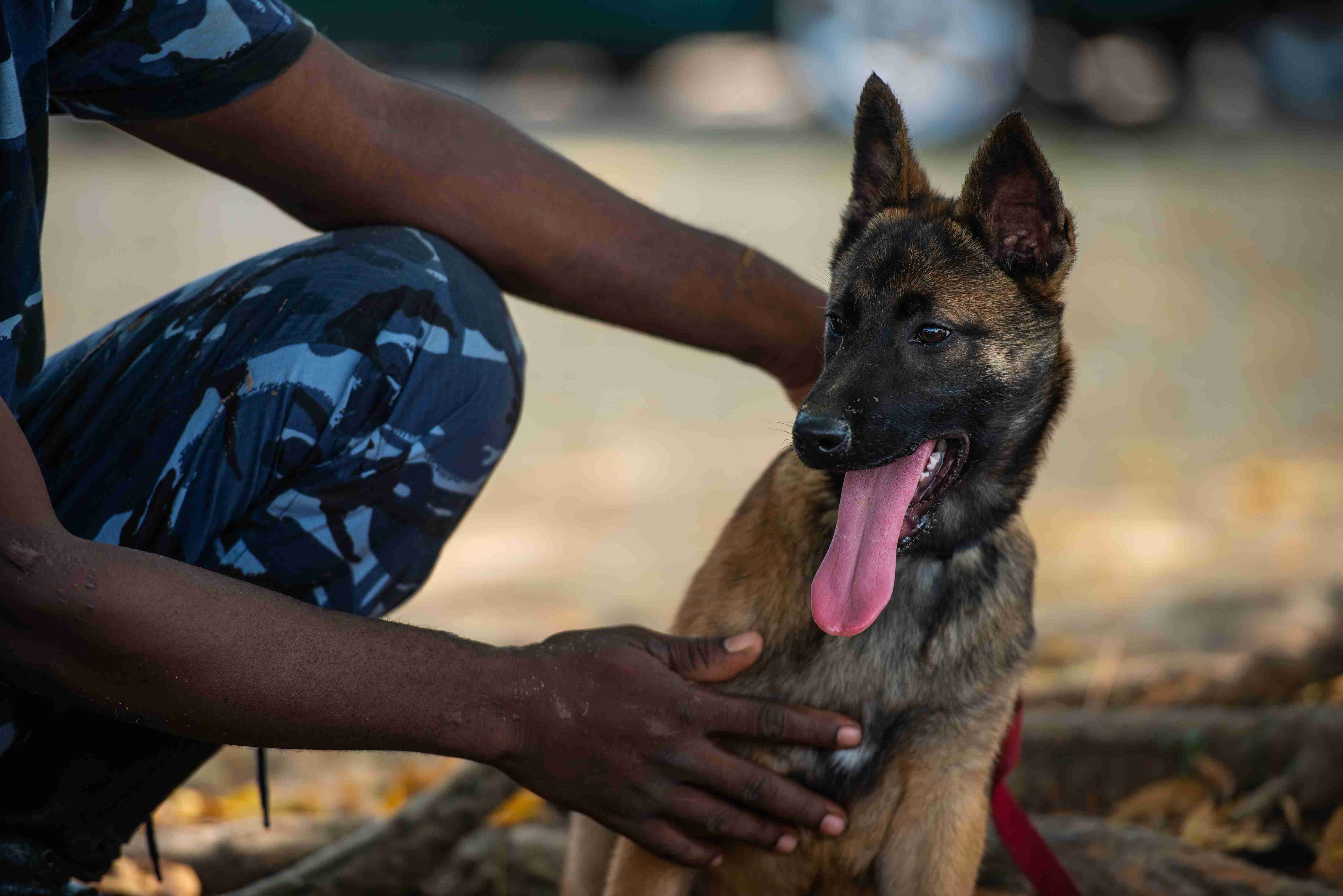 Nouveau projet: Almo Nature & Fondazione Capellino soutiennent IFAW dans la formation des chiens renifleurs au Bénin