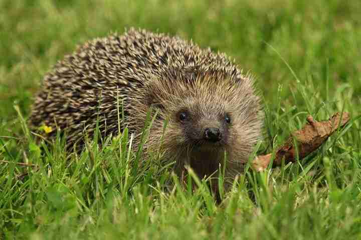 Official Launching of the collaboration between The Capellino Foundation, Almo Nature Benefit SpA and the Recovery Centre for hedgehogs, “La Ninna”