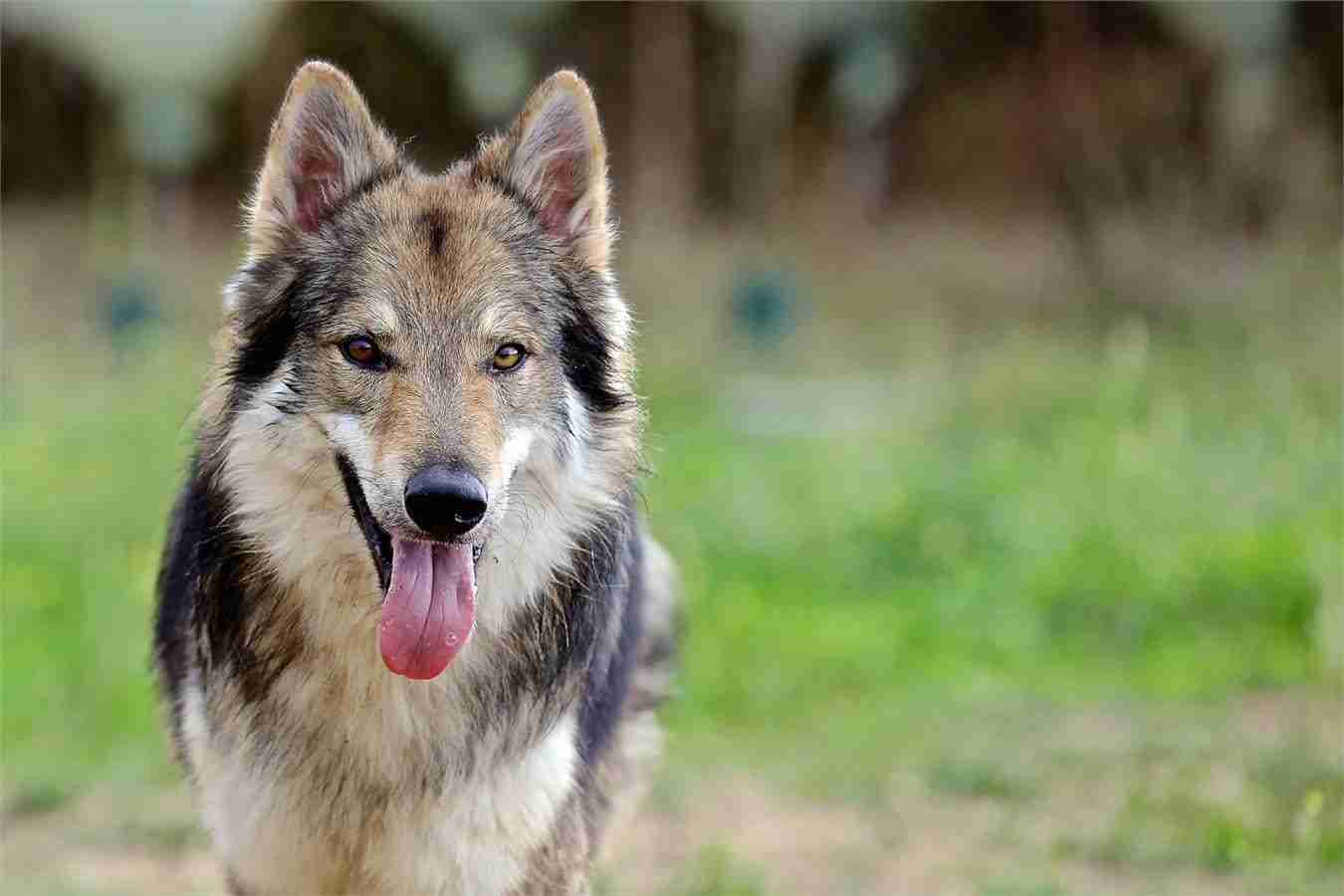 Hecheln - wenn Hunde ihre Zunge zeigen