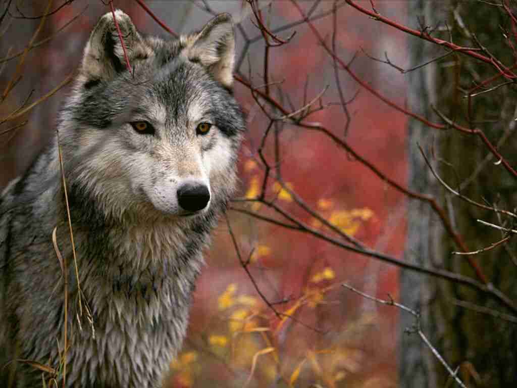 Da lupi a cani: le teorie sulla domesticazione
