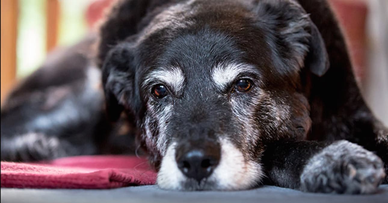 Världens äldsta hund: historien om Maggie