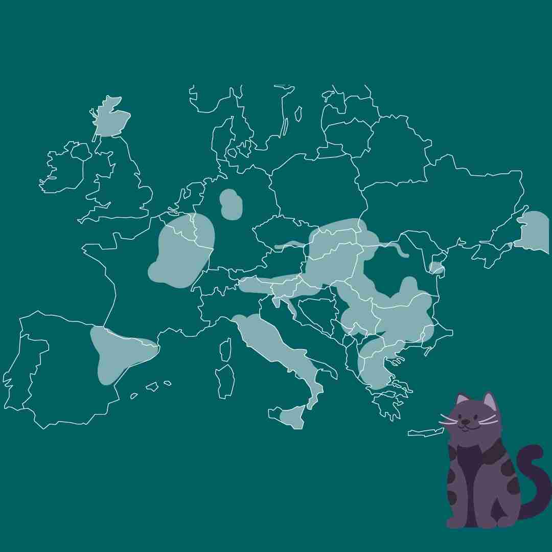 Tre modi in cui puoi aiutare la conservazione del gatto selvatico europeo