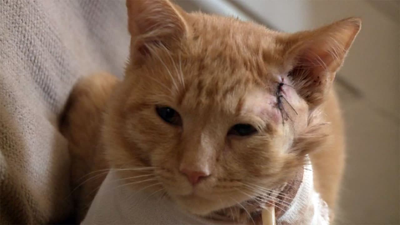 Opie: en katt-hjälte för ägare och medier