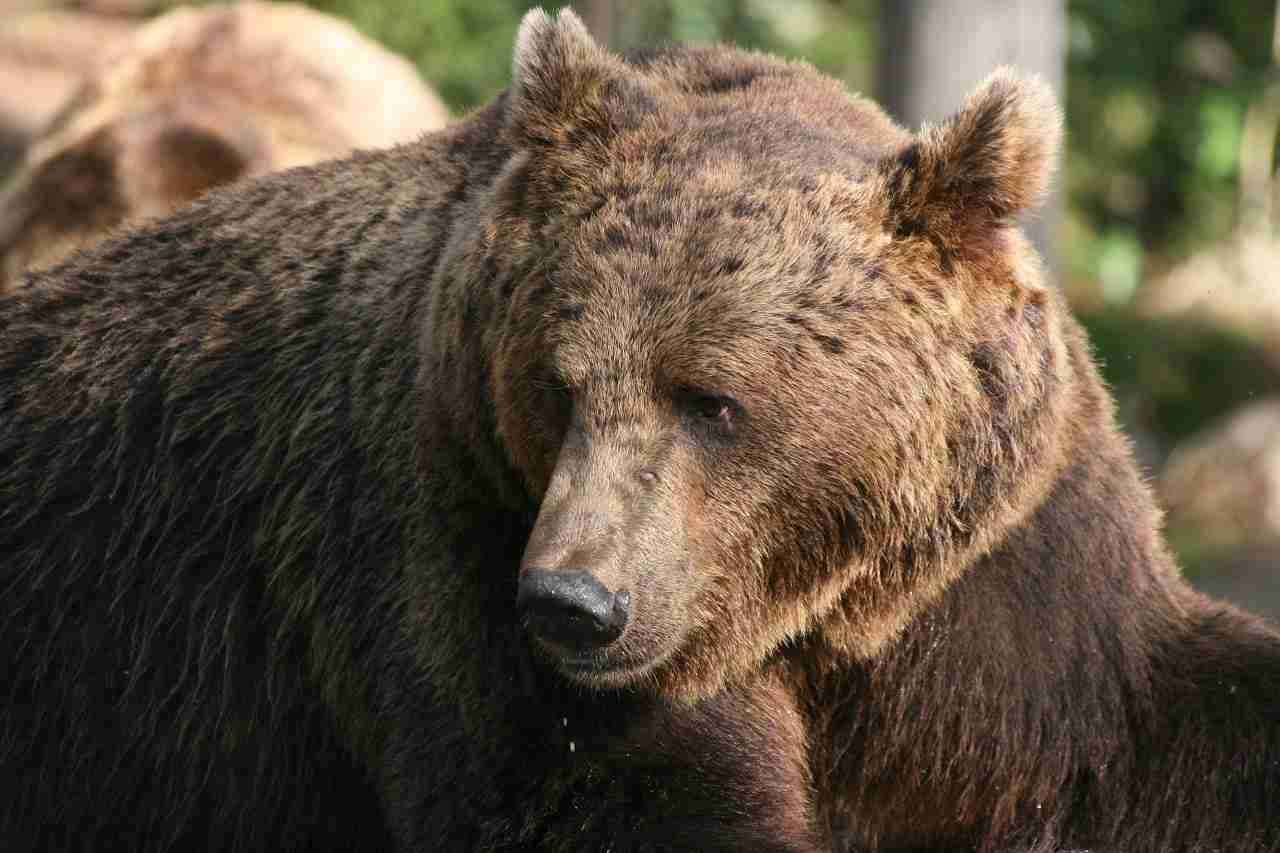 Attacchi di orsi all'uomo: la posizione del WWF