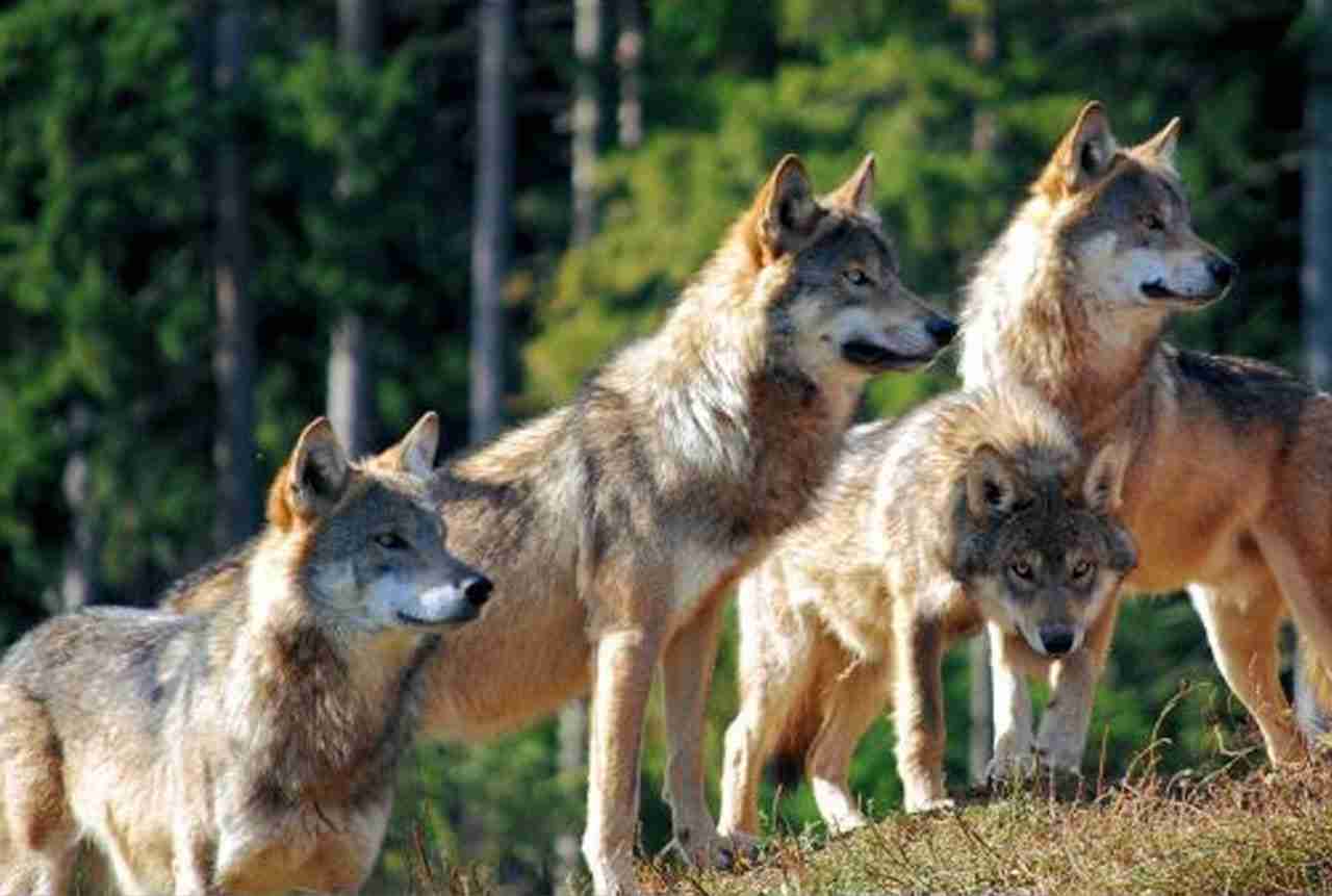 Der Wolf und das Rudel: Die perfekte gesellschaftliche Struktur