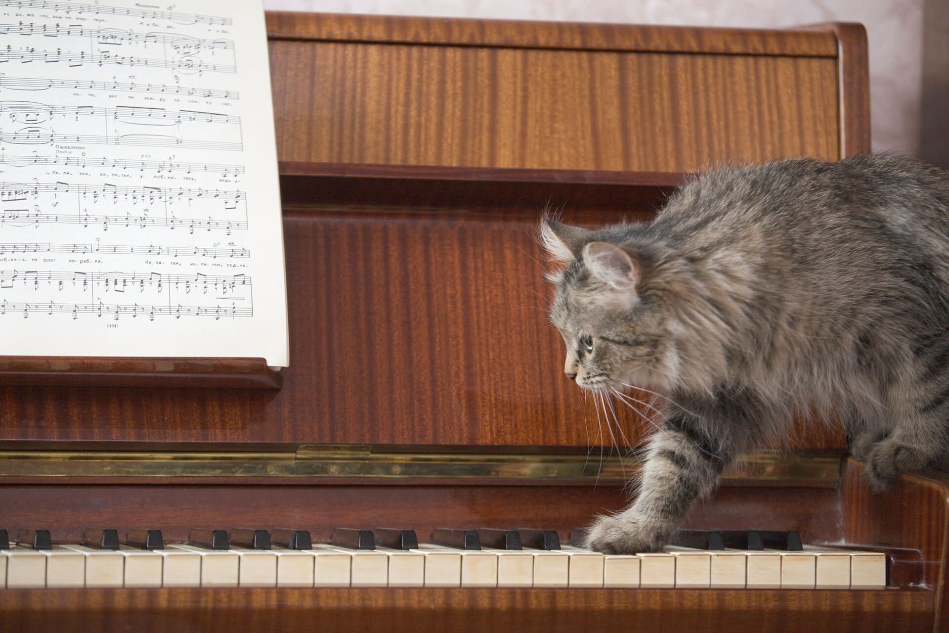 Katter och musik