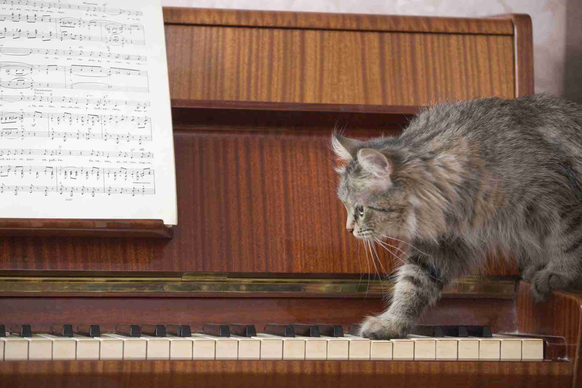Cats and classical music: relax at the veterinary clinic