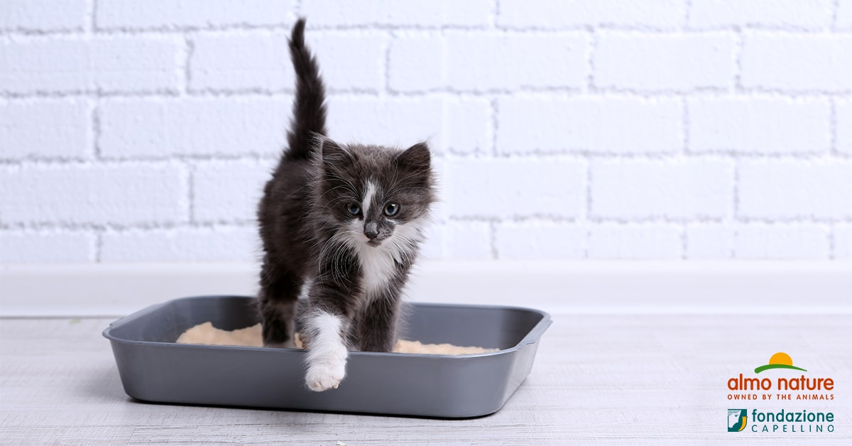 Arriva in casa un gattino: come insegnargli il corretto uso della lettiera
