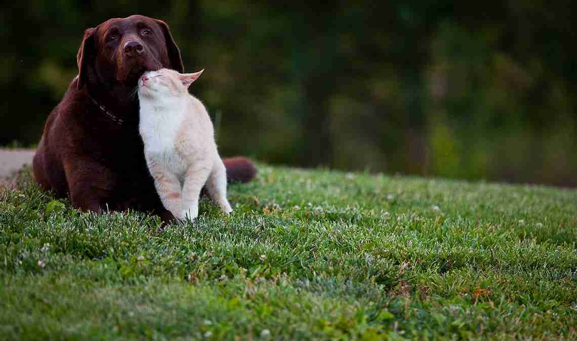 Honden en katten: de risico's van de lente.