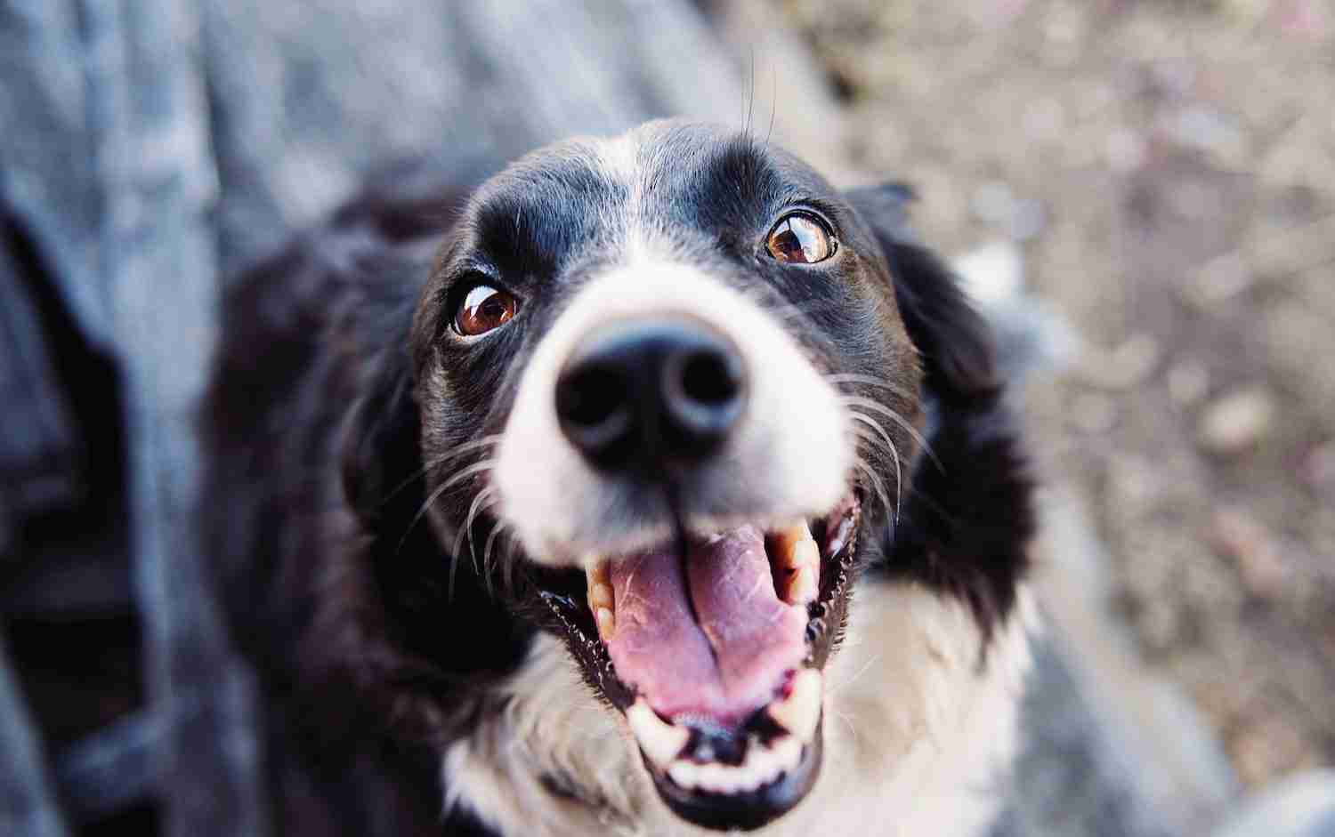 Adopt DON'T Shop: 7 Reasons to Adopt a Shelter Dog