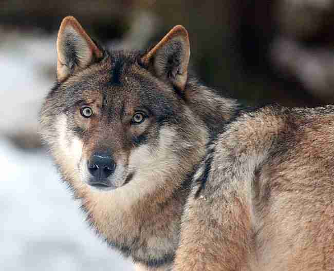 Una giornata per il lupo - L'eccellenza italiana nelle buone pratiche di salvaguardia del lupo