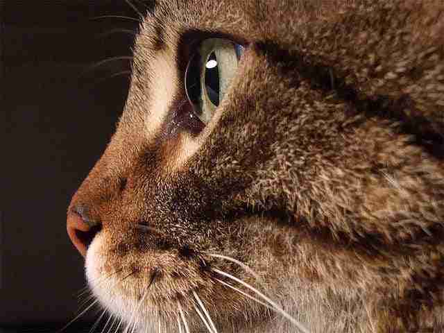 Is the secret to cat–human communication all in the eyes?
