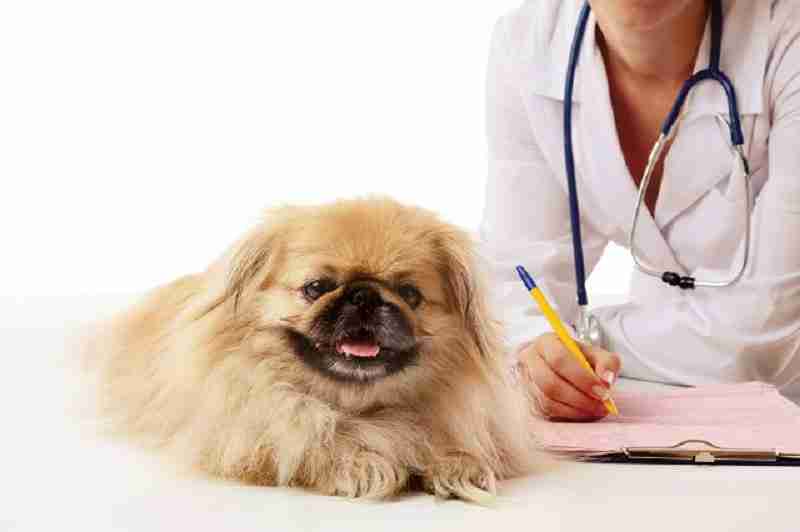 Anche i cani hanno il gruppo sanguigno: l'importanza di conoscere questa informazione
