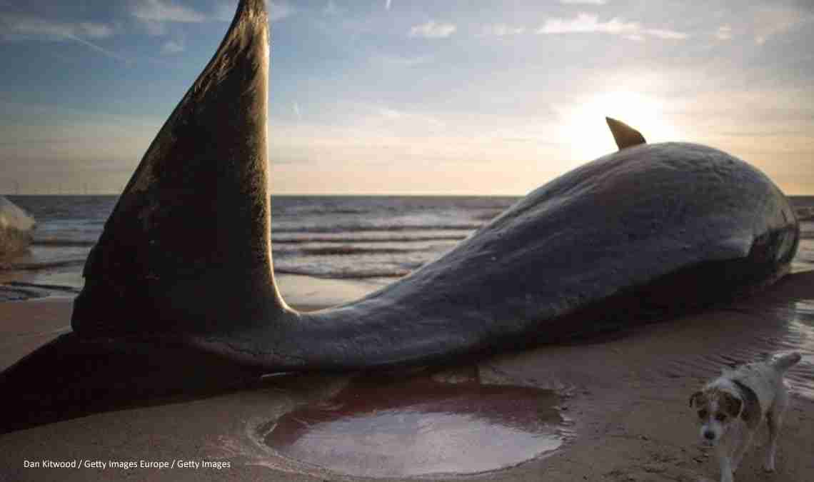 Sperm whales beached in England: what happened?