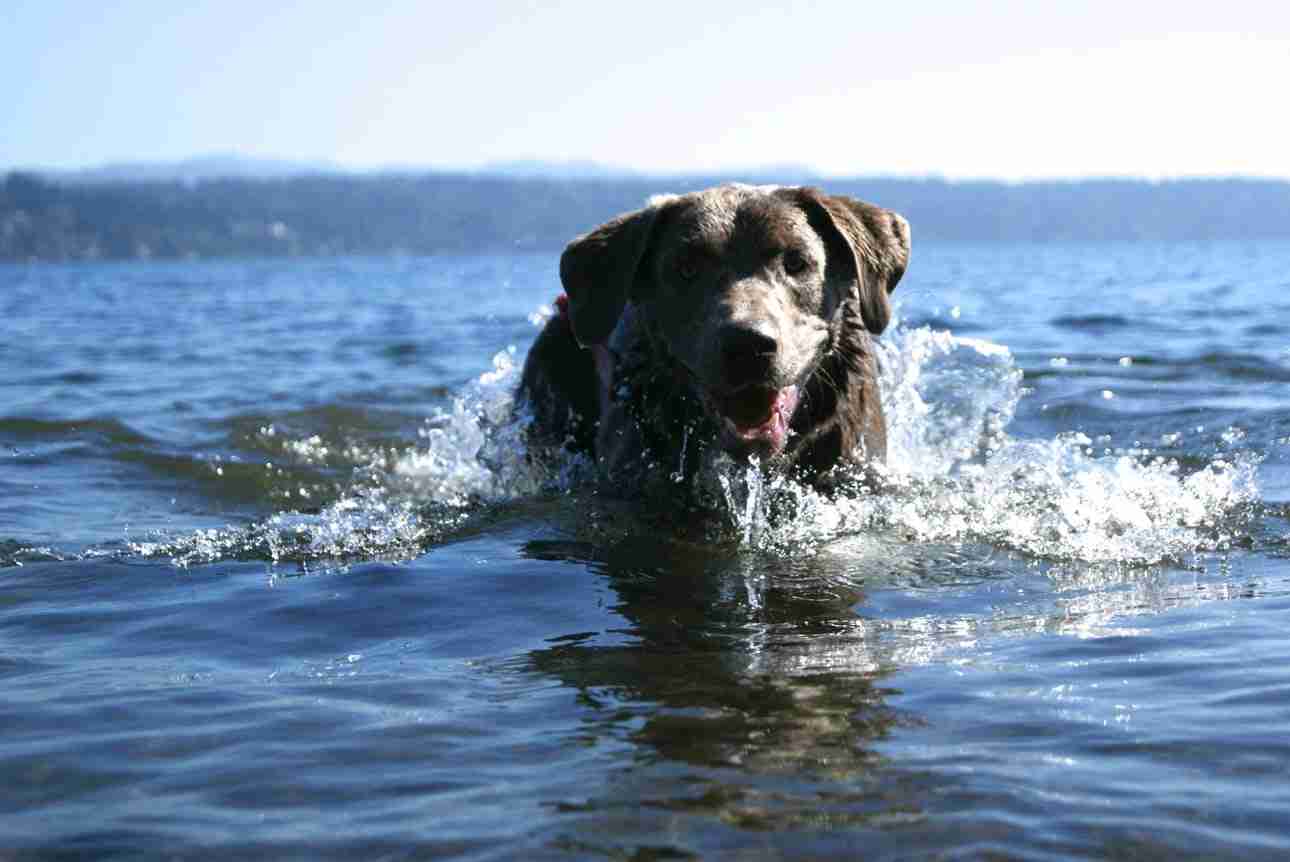 Pitävätkö koirat uimisesta