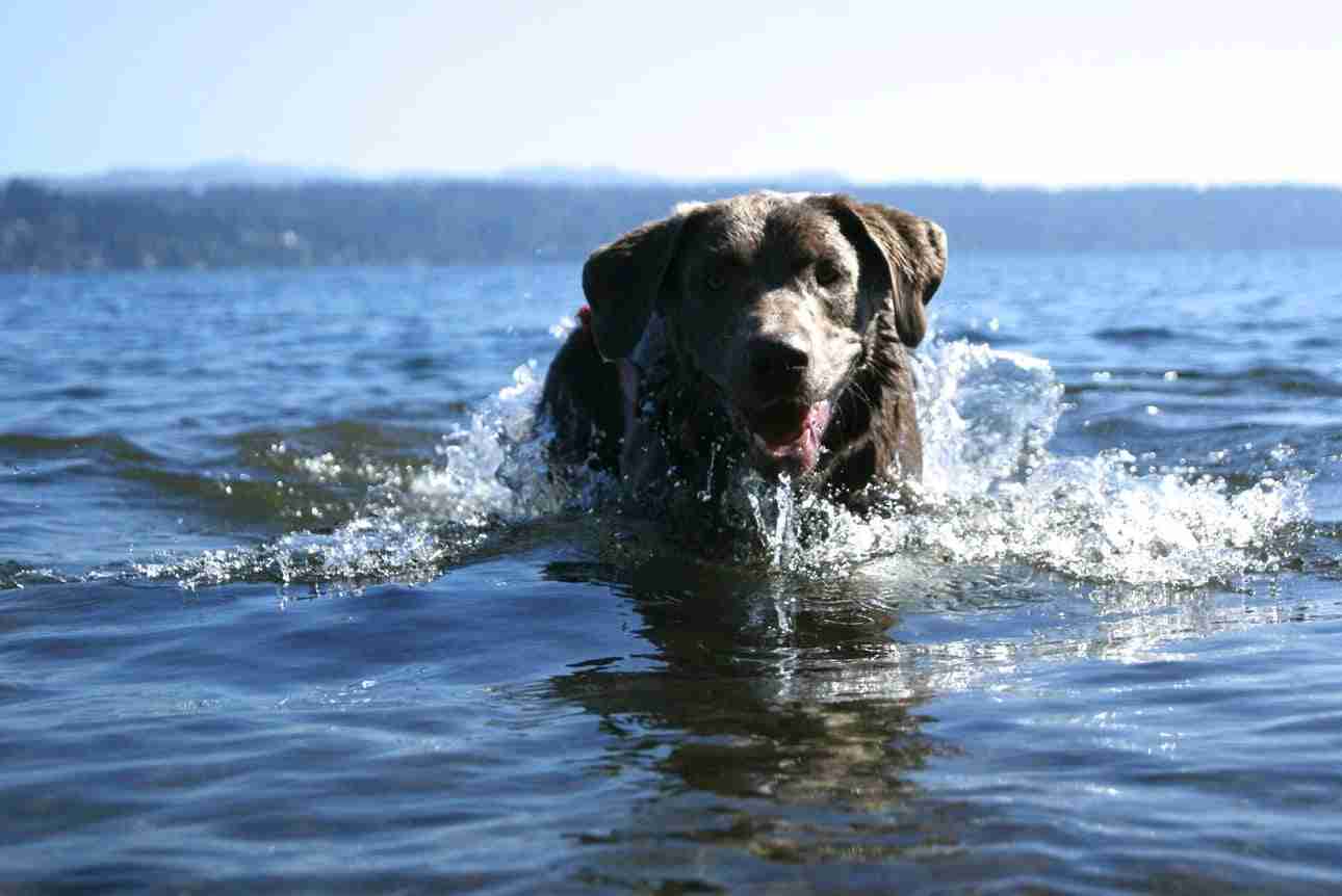 why do labradors love water