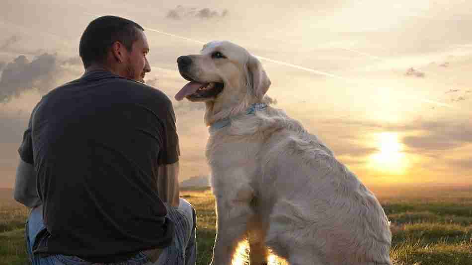 Dog-human chemistry: the role of oxytocin
