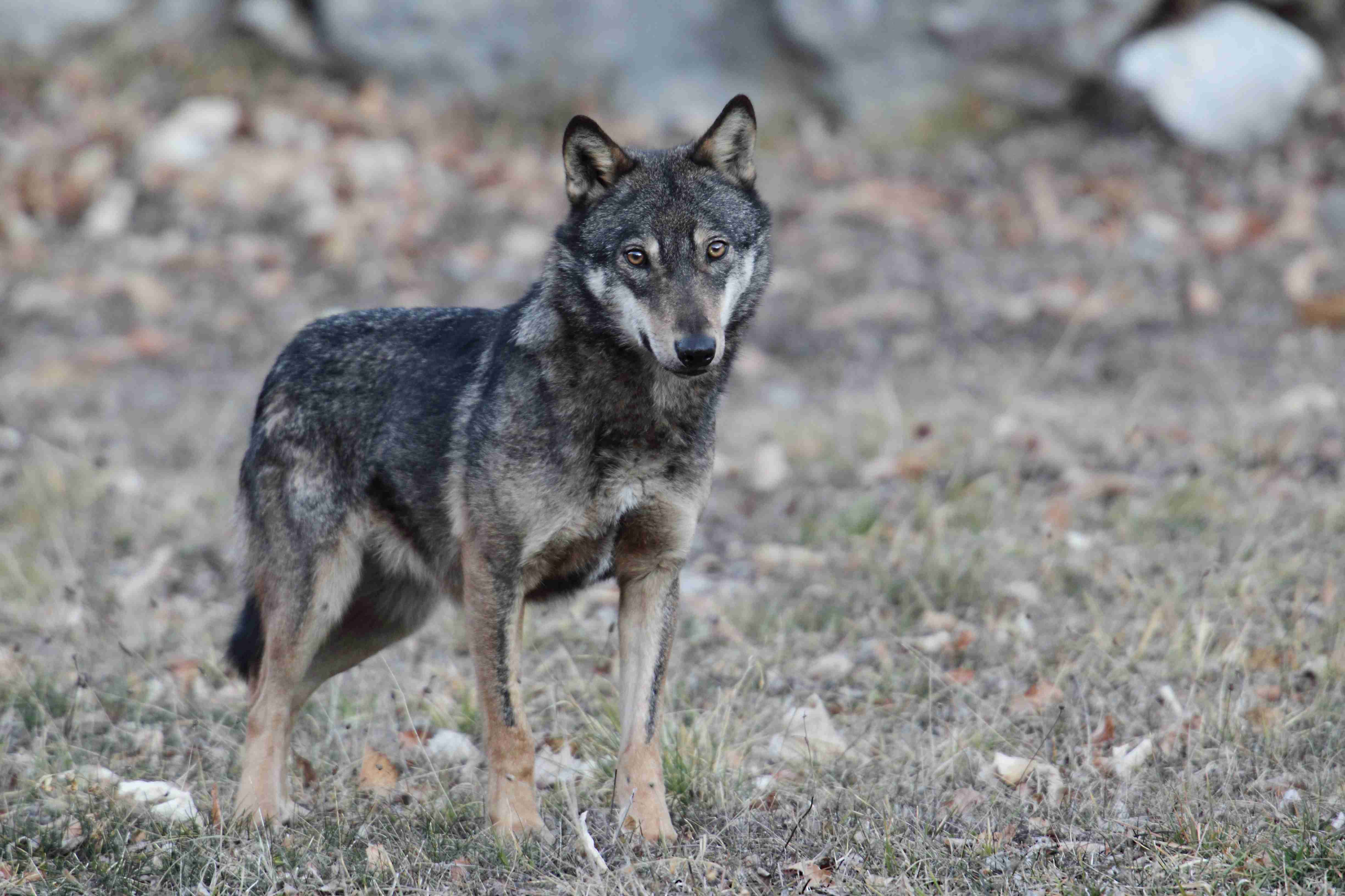 Our commitment to wolves – a short overview from what Almo Nature has accomplished in the past few years