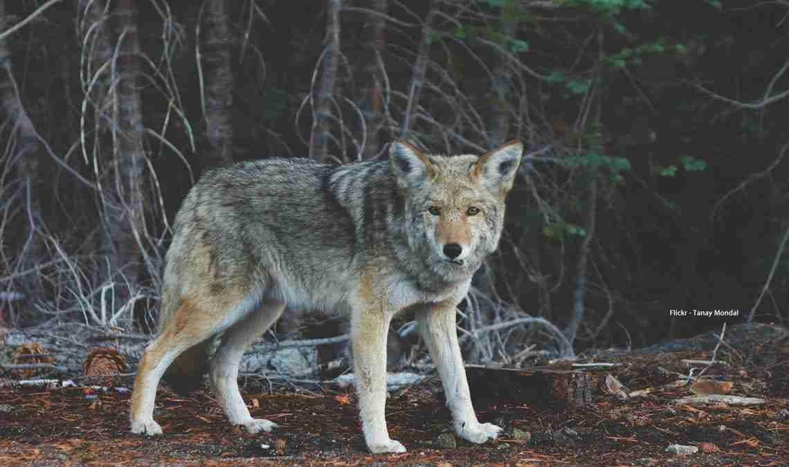 Dog or wolf: the origins of the domestic dog