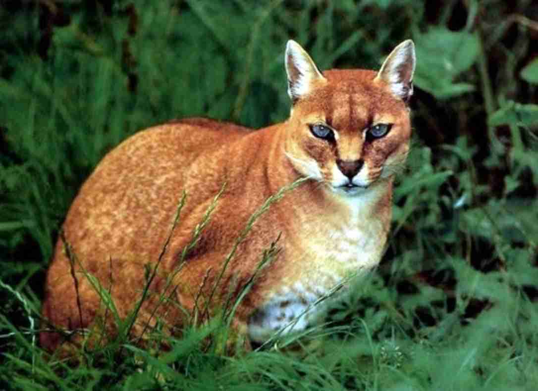 Caracal aurata