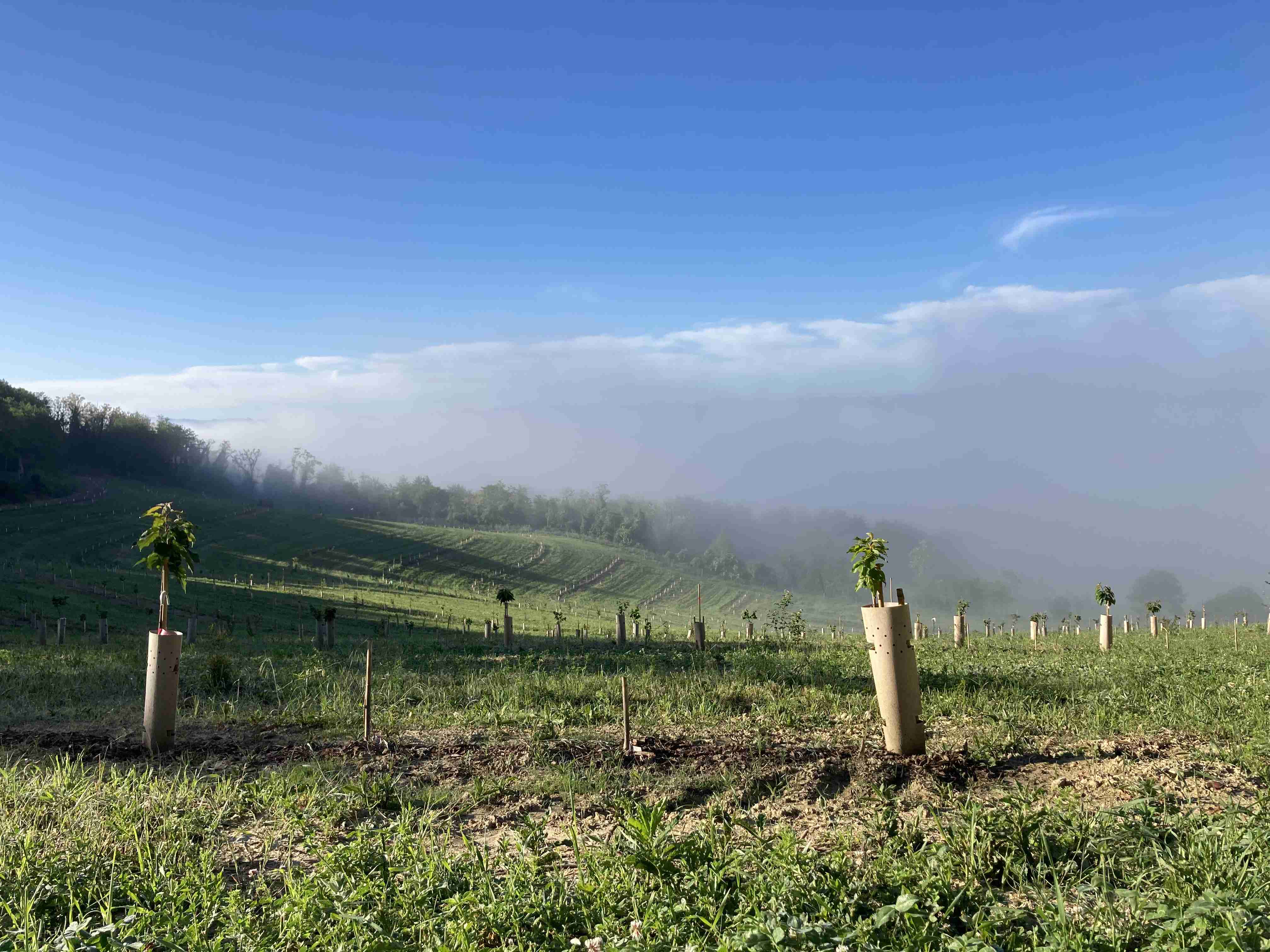 The first fruits of the agroforest