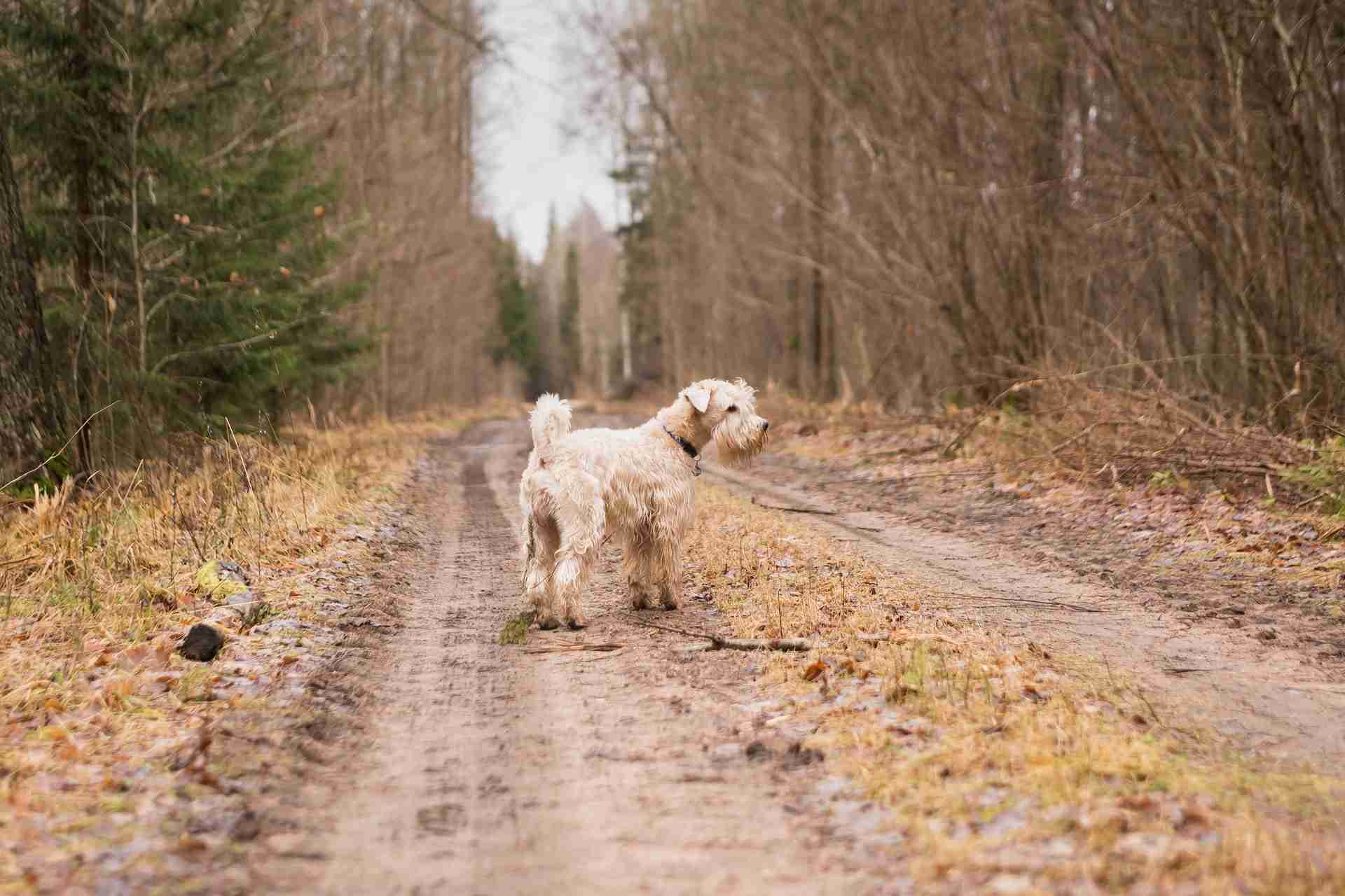 Tierarzt-Ecke: So kannst deinen Hund bei Kälte schützen