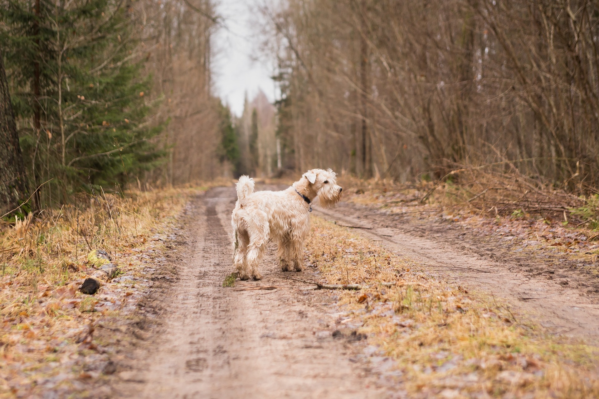 Vet's corner: Some advice to keep your dog safe from the cold and rain.