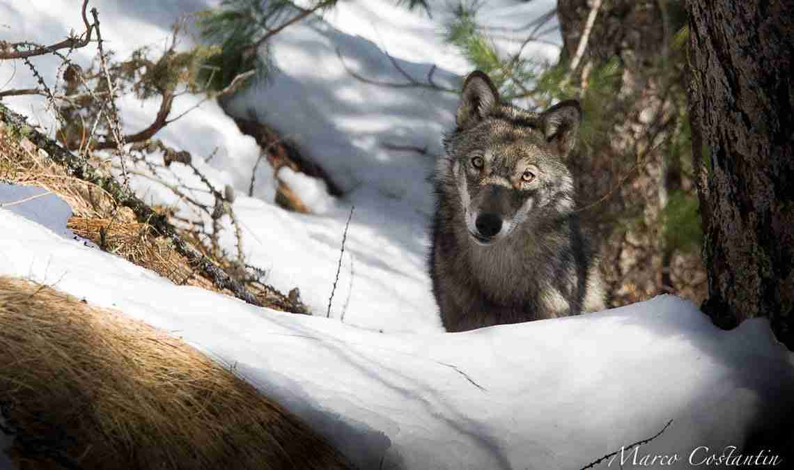 "The Art in being Wolf": a unique initiative to help better understand and better protect the predator