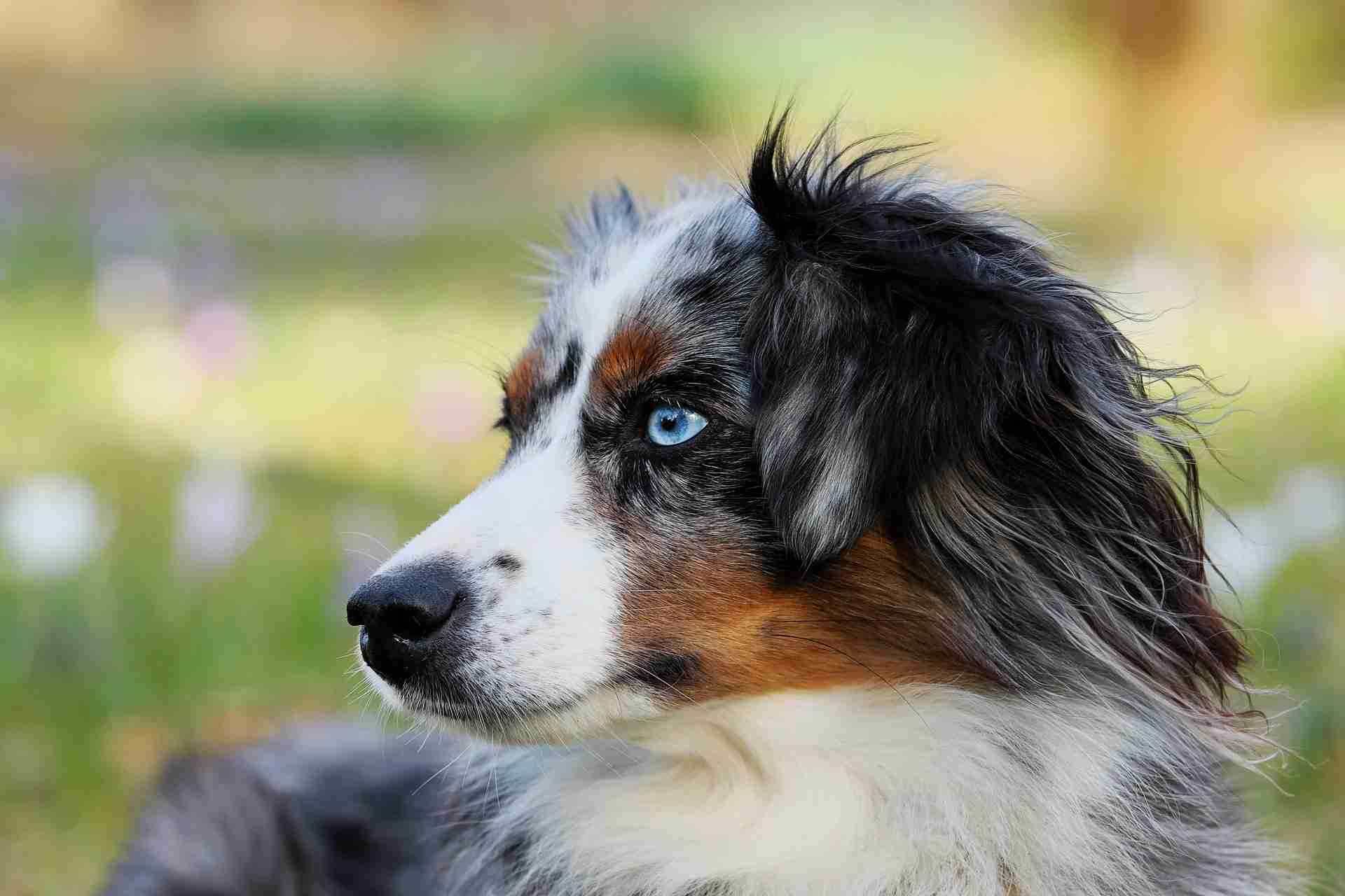 Food hypersensitivity in dogs: what to do