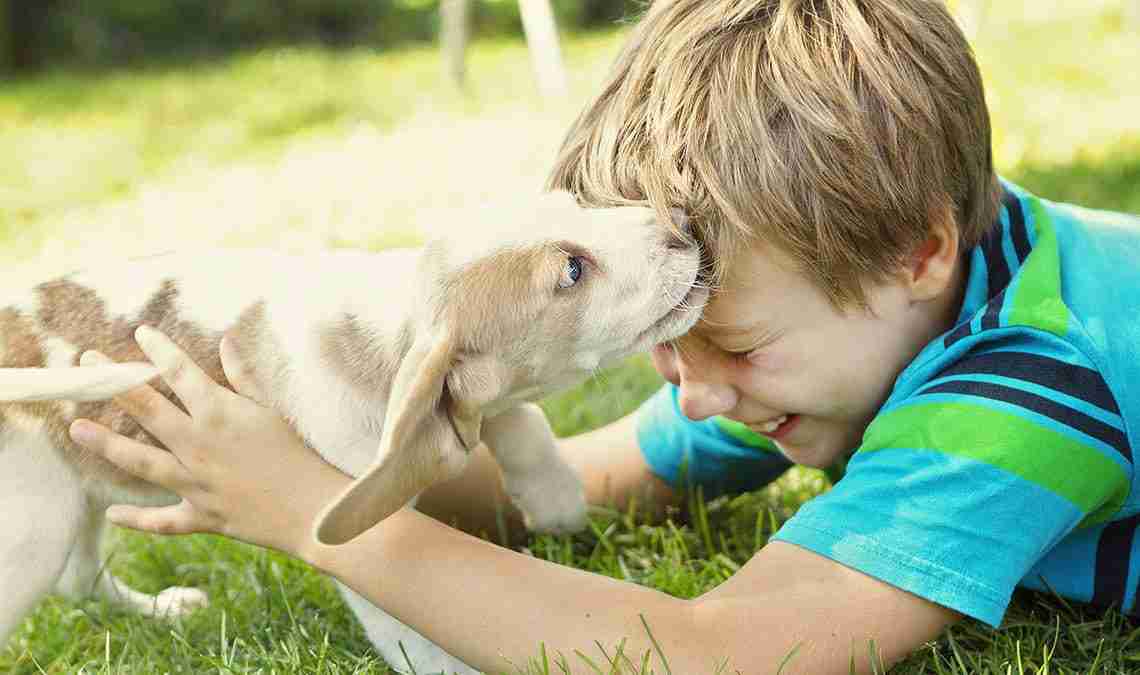 Growing up with a dog is healthy: the research
