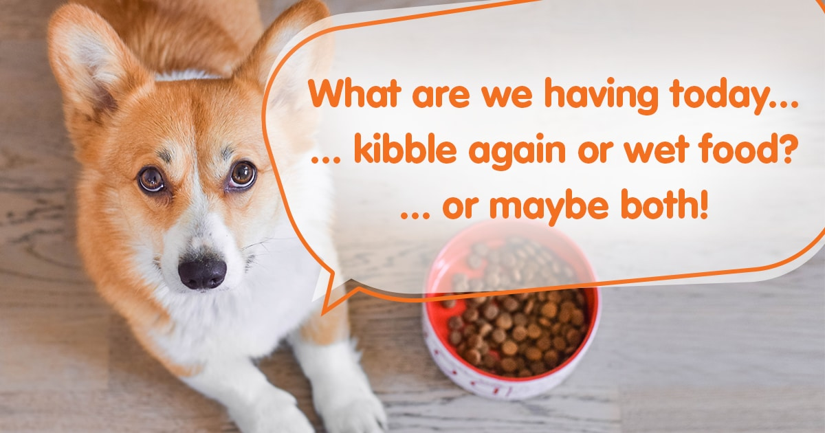 Why you should include wet food in your dog’s diet