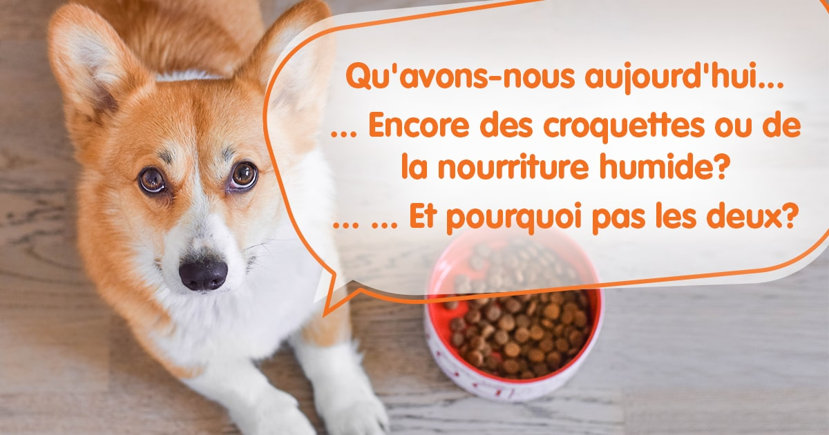 Pourquoi vous devriez inclure la nourriture humide dans l'alimentation de votre chien ?