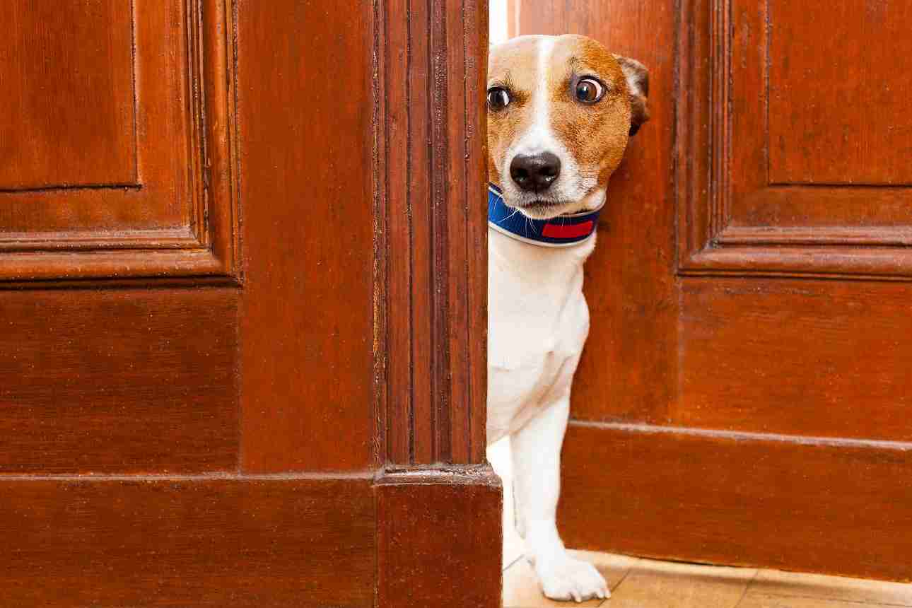 Why dogs tremble: the behaviour explained