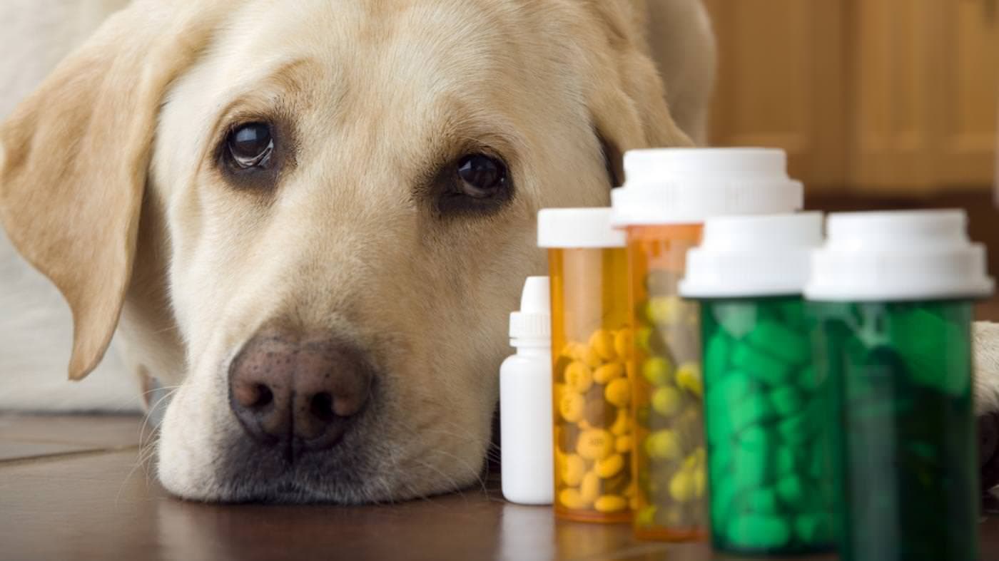Hur du undviker stress när du ger medicin till hund och katt