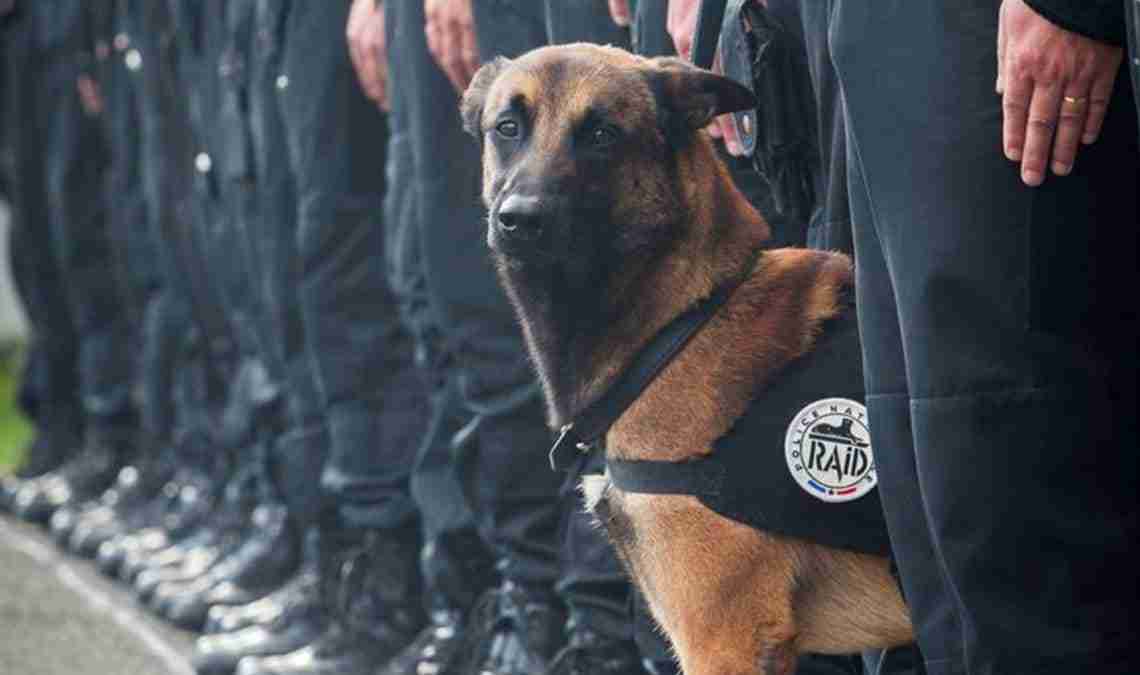 Diesel de politiehond, symbool van viervoetig heroïsme