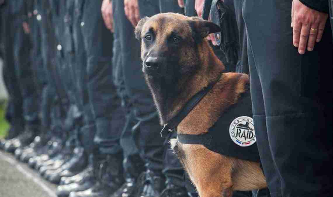 Police dog Diesel, symbol of four-legged heroism